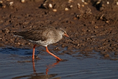 David Plant Photography - Wildlife Photography - Redshank - B